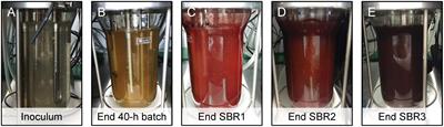 Enrichment and Aggregation of Purple Non-sulfur Bacteria in a Mixed-Culture Sequencing-Batch Photobioreactor for Biological Nutrient Removal From Wastewater